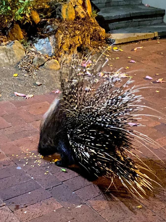 Porcupine Walk Διαμέρισμα Simonʼs Town Εξωτερικό φωτογραφία