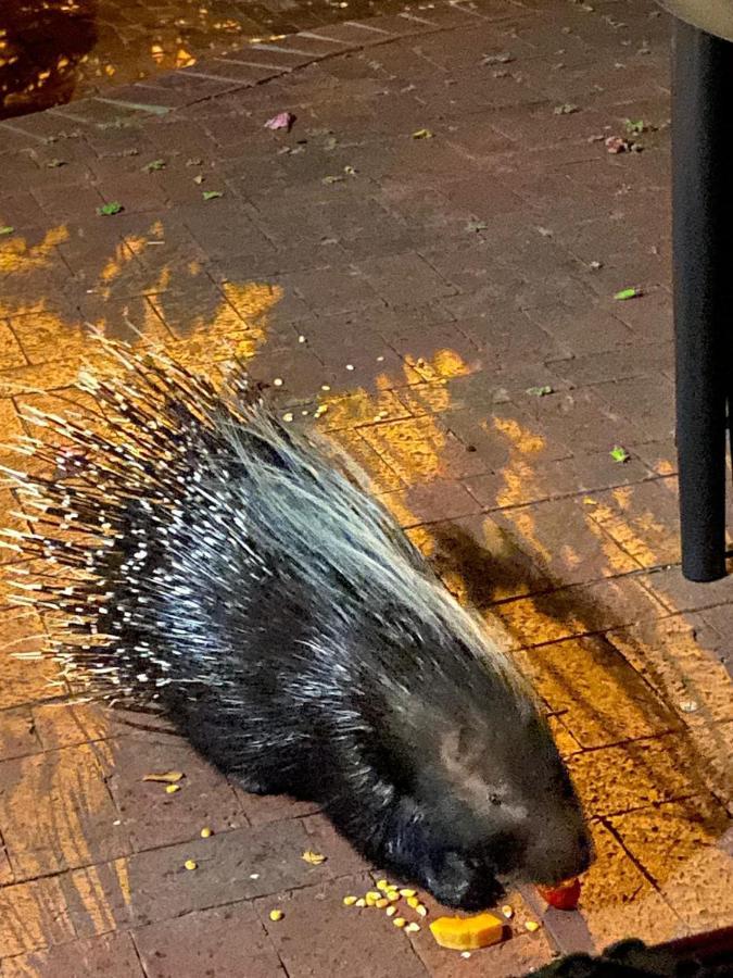 Porcupine Walk Διαμέρισμα Simonʼs Town Εξωτερικό φωτογραφία